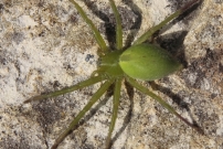 Micrommate de Ligurie (Araneae - Sparassidae - Micrommata ligurina)